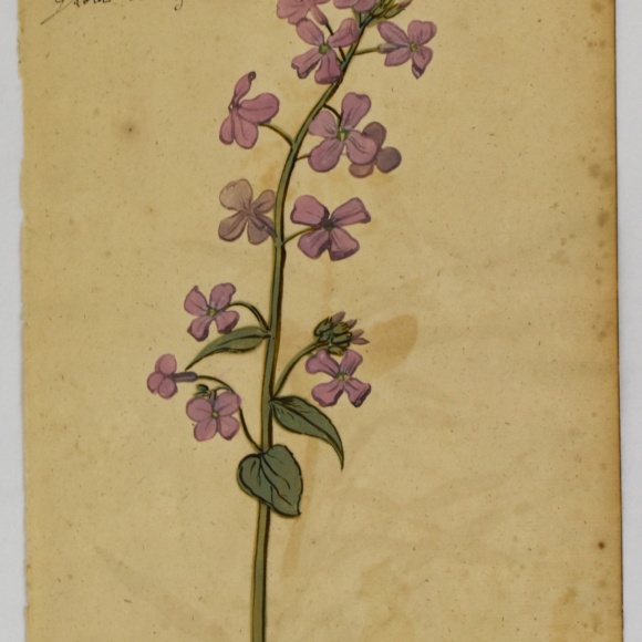 DSC_0208 Botanical Painting, c. 1618. Gouache on paper. 2025.12.8. Gift of Michele and Peter Aronson.