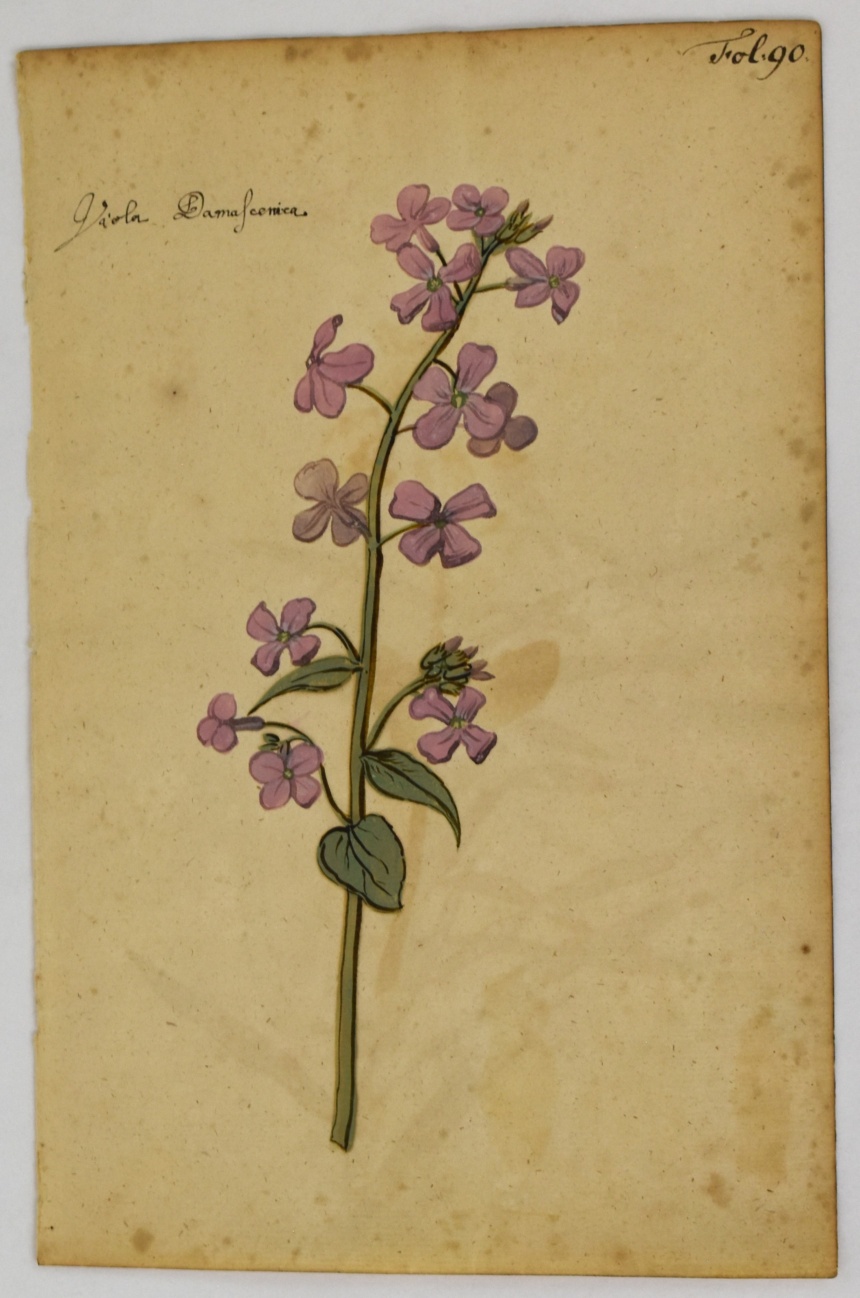 DSC_0208 Botanical Painting, c. 1618. Gouache on paper. 2025.12.8. Gift of Michele and Peter Aronson.