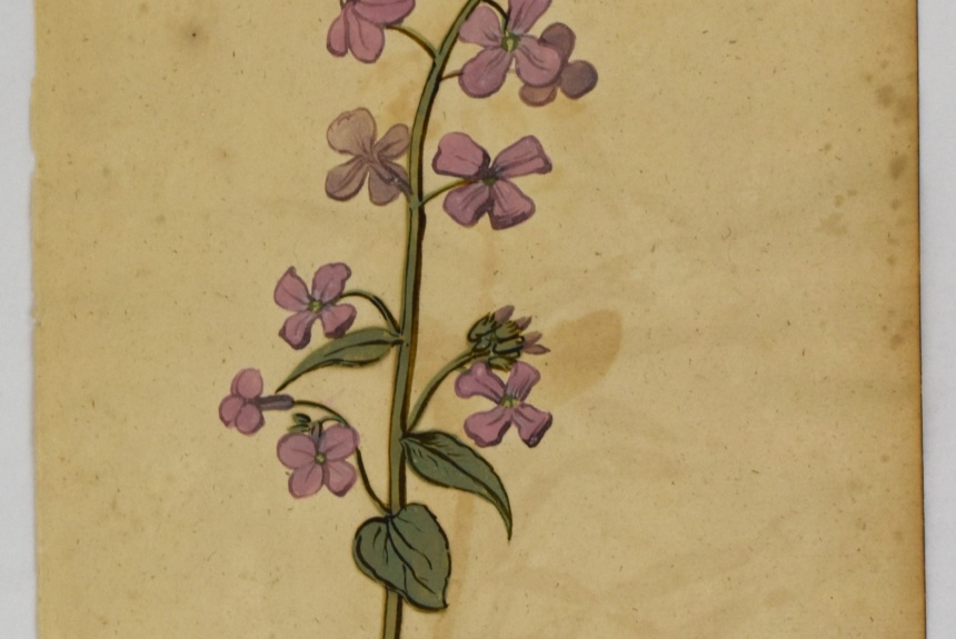 Botanical Painting, c. 1618. Gouache on paper. 2025.12.8. Gift of Michele and Peter Aronson.